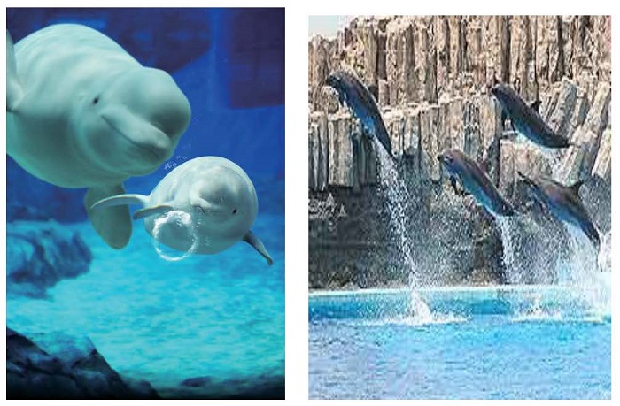 ベルーガ・イルカショーの写真